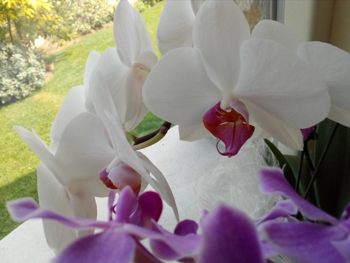 B&B Rosalu - Adults Only Сирмионе Экстерьер фото